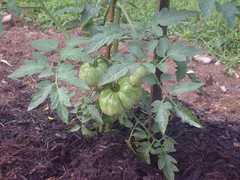 Tomatoes in the Victory Garden