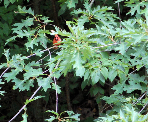 Cardinal Along Pine Creek Trail