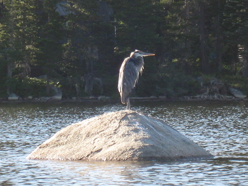 Fred the Heron