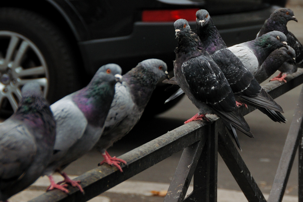 Pigeons (2)