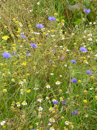 Cornfield Wildflower Meadow
