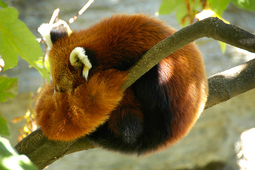 Panda rojo Firefox logo