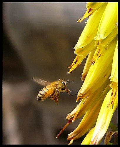 Las abejas en peligro de extincion
