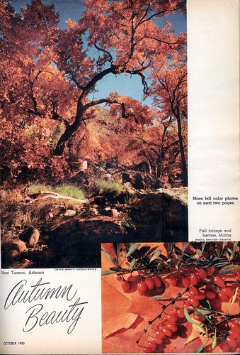 Autumn Beauty 1 - 1953 (by senses working overtime)