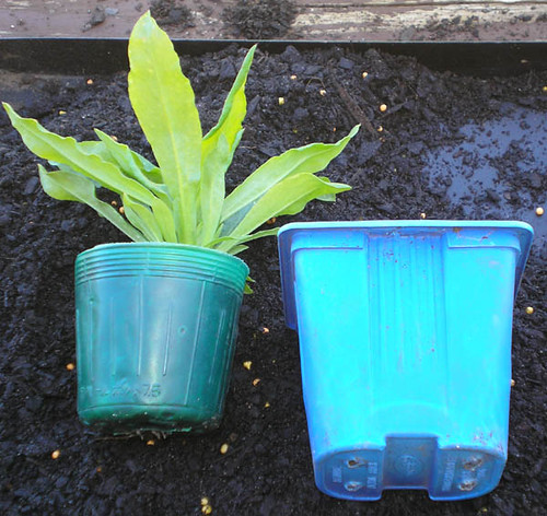 Biodegradable pots