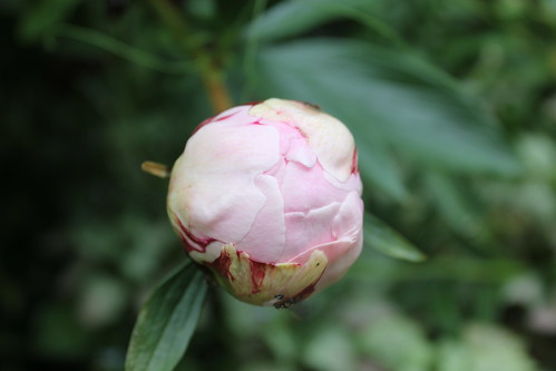 Another Peony Bulb About To Explode - May 17th