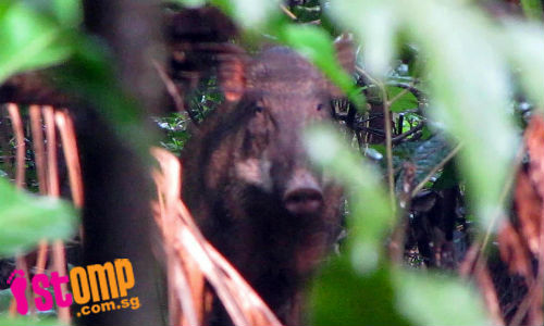 If you spot wild boars at Lower Pierce Reservoir, do not disturb them as they may attack