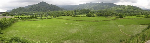 Rice paddies along the Caspian