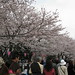 隅田川的櫻花
