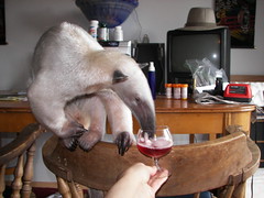 Anteater wine