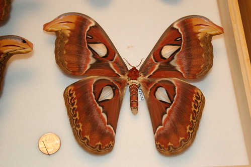 Huge Moth and a Quarter.JPG