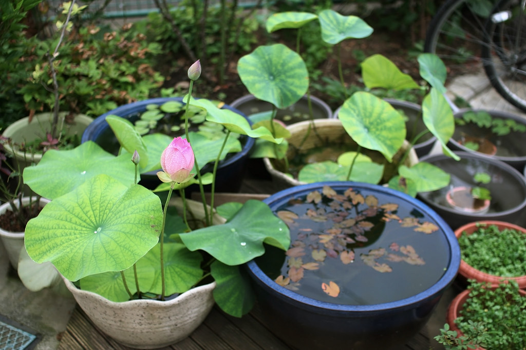 Lotus in my Water Garden