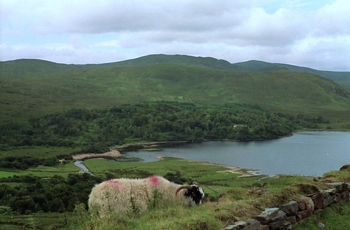 Sheep Grazing in Dunlewy, Co. Donegal