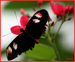 What the caterpillar calls the end of the world, the master calls a butterfly. ......
