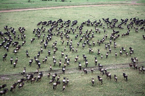 你拍攝的 9 Masai Mara - Balloon Safari -。