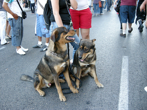 Gay dogs on the pride parade
