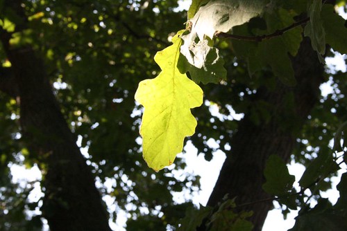 bur oak leaf