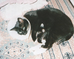 Minnie recovering after her operation (flickr)