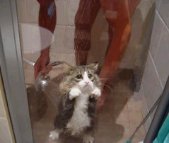 gato en ducha