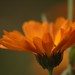 Calendula officinalis | Tuingoudsbloem - Pot marigold