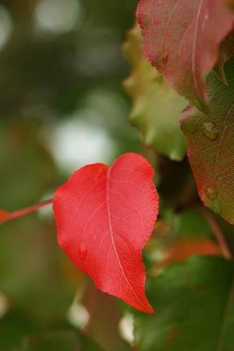 heart leaf 2