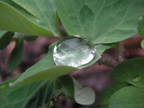 rain on a columbine leaf