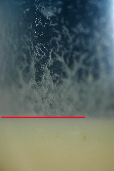microworms closeup