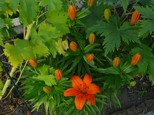 orange Lilie 2008 (01)