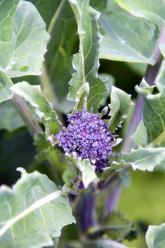 Purple Sprouting Brocolli 