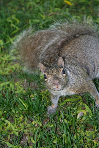 funny squirrels. What is a squirrels habitat?