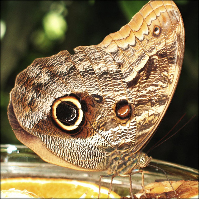 Owl Butterfly (Caligo eurilochus) - Nature at Lake Constance, Germany