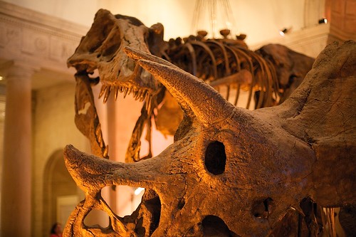 T-Rex VS Triceratops