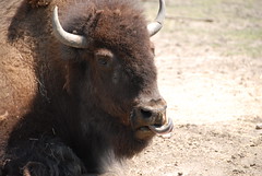 Plains Bison (Bison bison bison)