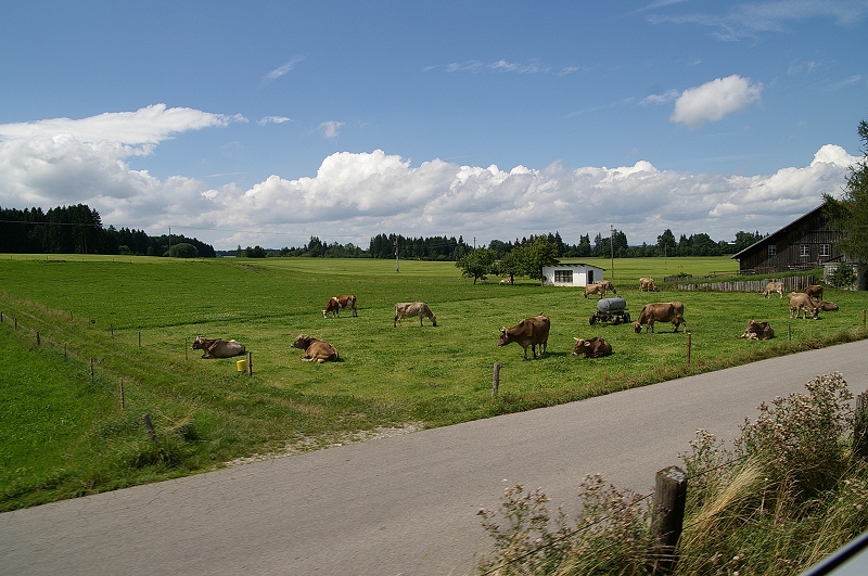 沿途一景04  平原很多牛在吃草.jpg