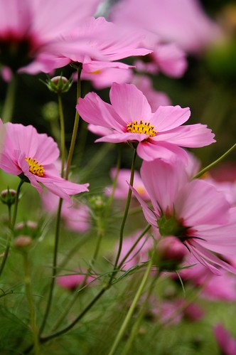 Cosmos Blowing in the Wind