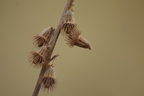Agrimonia eupatoria - Agrimonie, Agrimony
