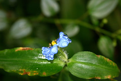 Flower - Rain Forest