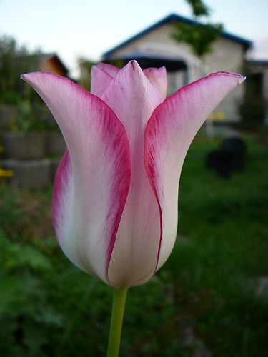 Tulpen 2008 (14)