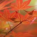 It all stems from . . .  a Japanese Maple