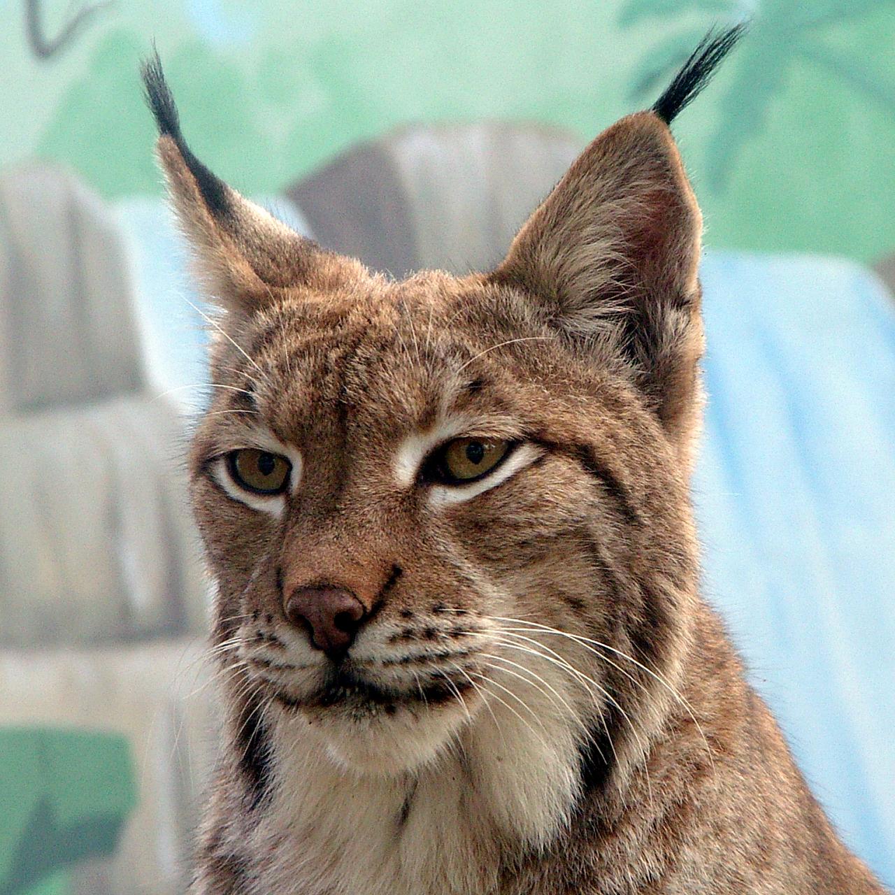 Iberian lynx.