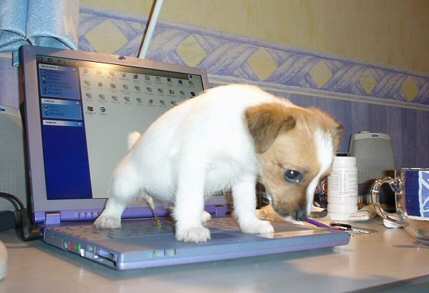 laptop puppy2