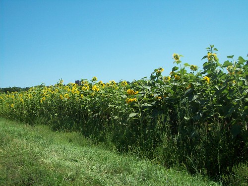 Sunflowers near New Paltz