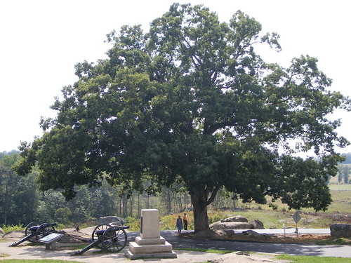 Tree that was standing during Gettysburg