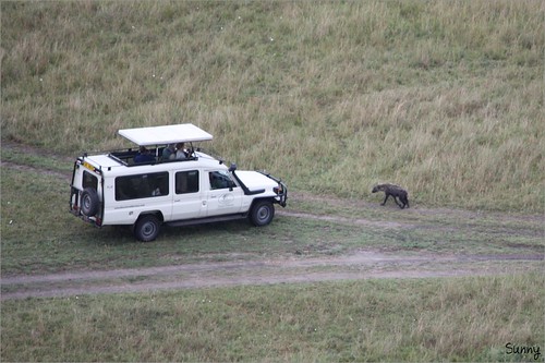 你拍攝的 12 Masai Mara - Balloon Safari - Hyena。