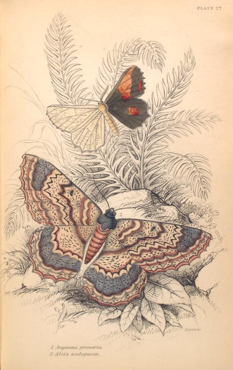 1. Angerona prunaria; 2. Alcis scolapacea.  (1843)