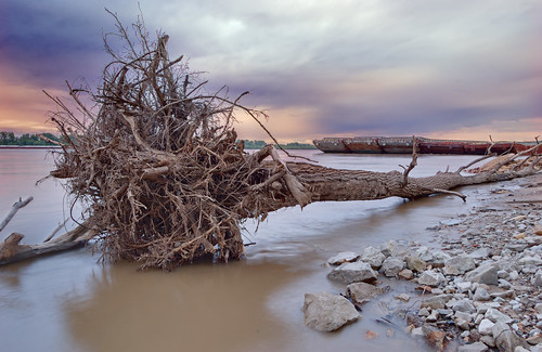 Tree trunk and barges in the Mississippi River, in Lemay, Missouri, USA