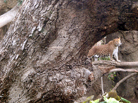 jaguar-bioparc