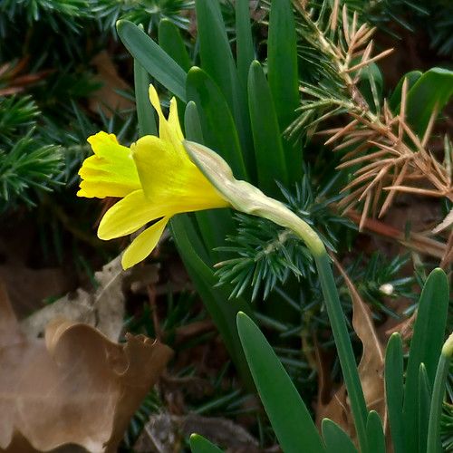 Missouri Botanical (Shaw's) Garden, in Saint Louis, Missouri, USA - yellow flower 1