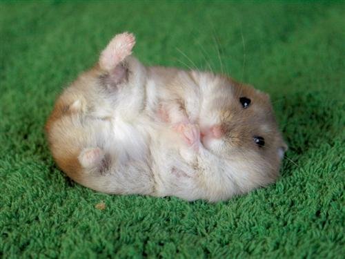 dwarf hamster petsmart