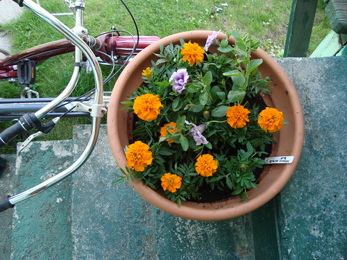 my marigold planter